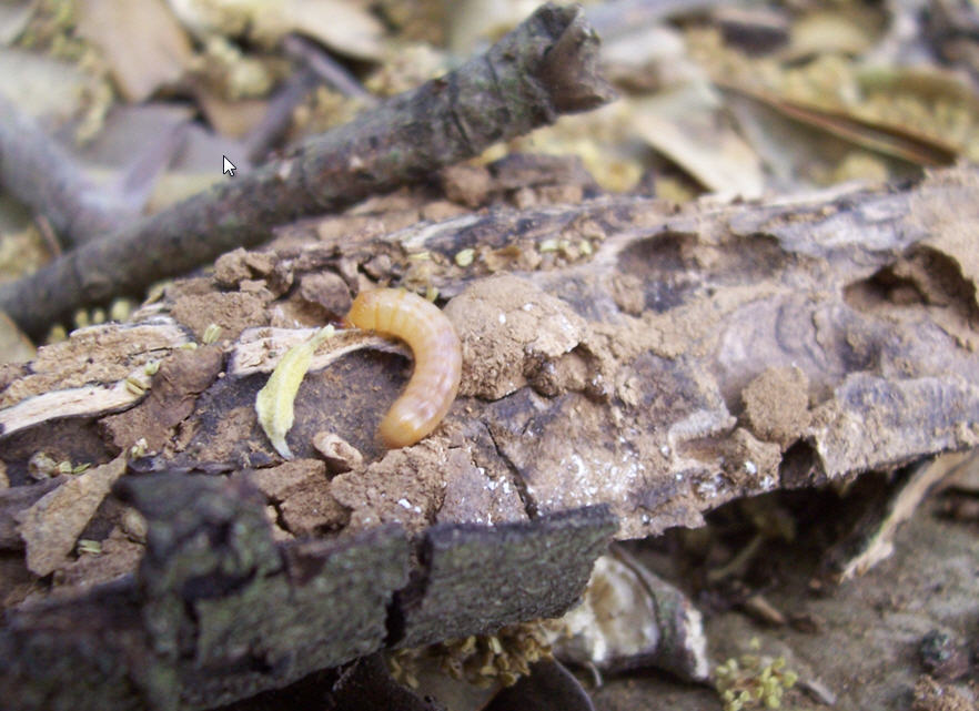 Determinare: larve di Elateridae e di Cetoniidae